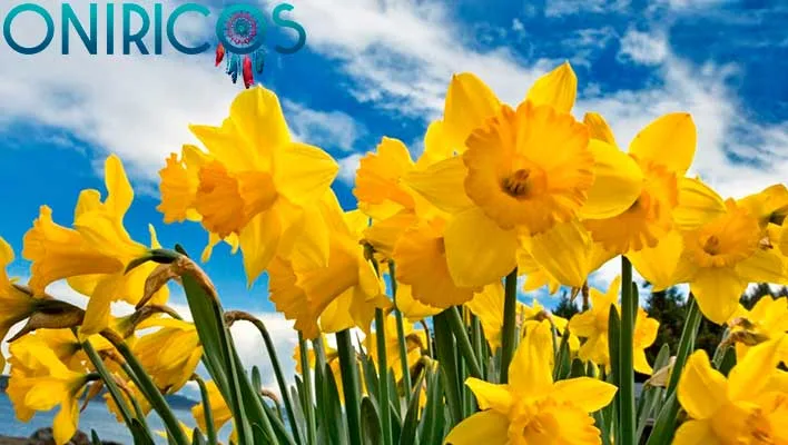 Soñar con flores amarillas