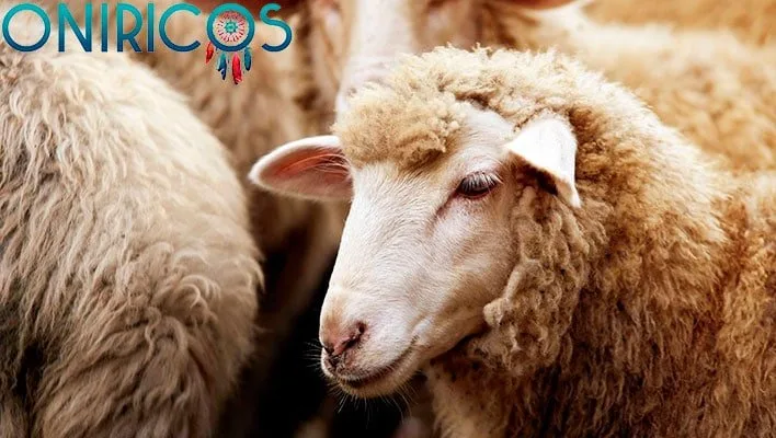 soñar con ovejas 02 - oniromancia