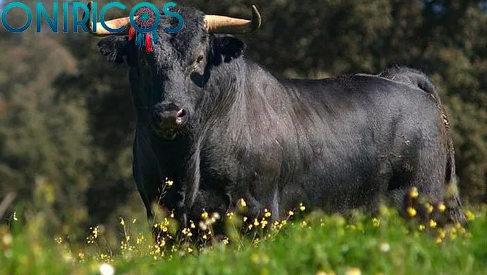 soñar con toros bravos - oniromancia